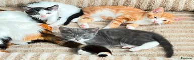 Mixed Breed 3