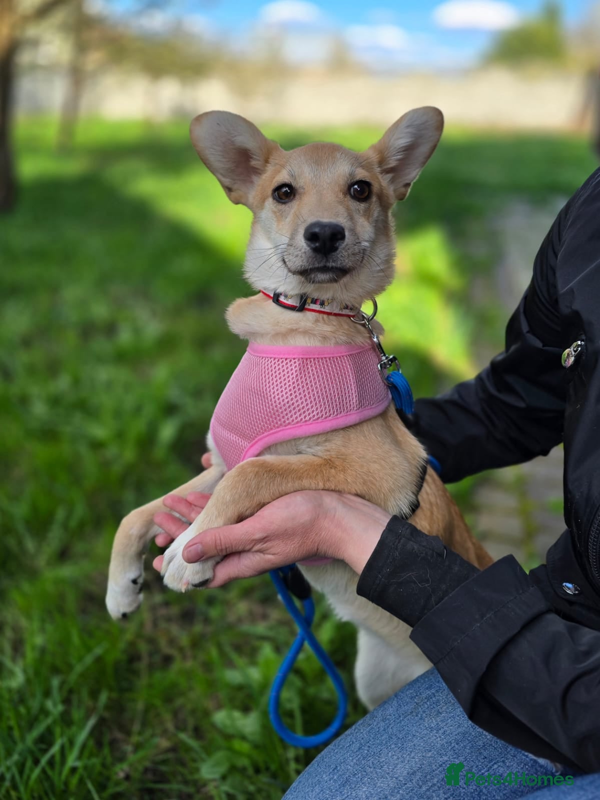 Mixed Breed dogs ❤️🐶 BAMBI – SOFT NATURE, BEAUTIFUL BALANCE - Advert 1