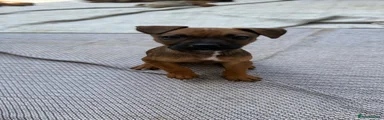 Mixed Breed 1