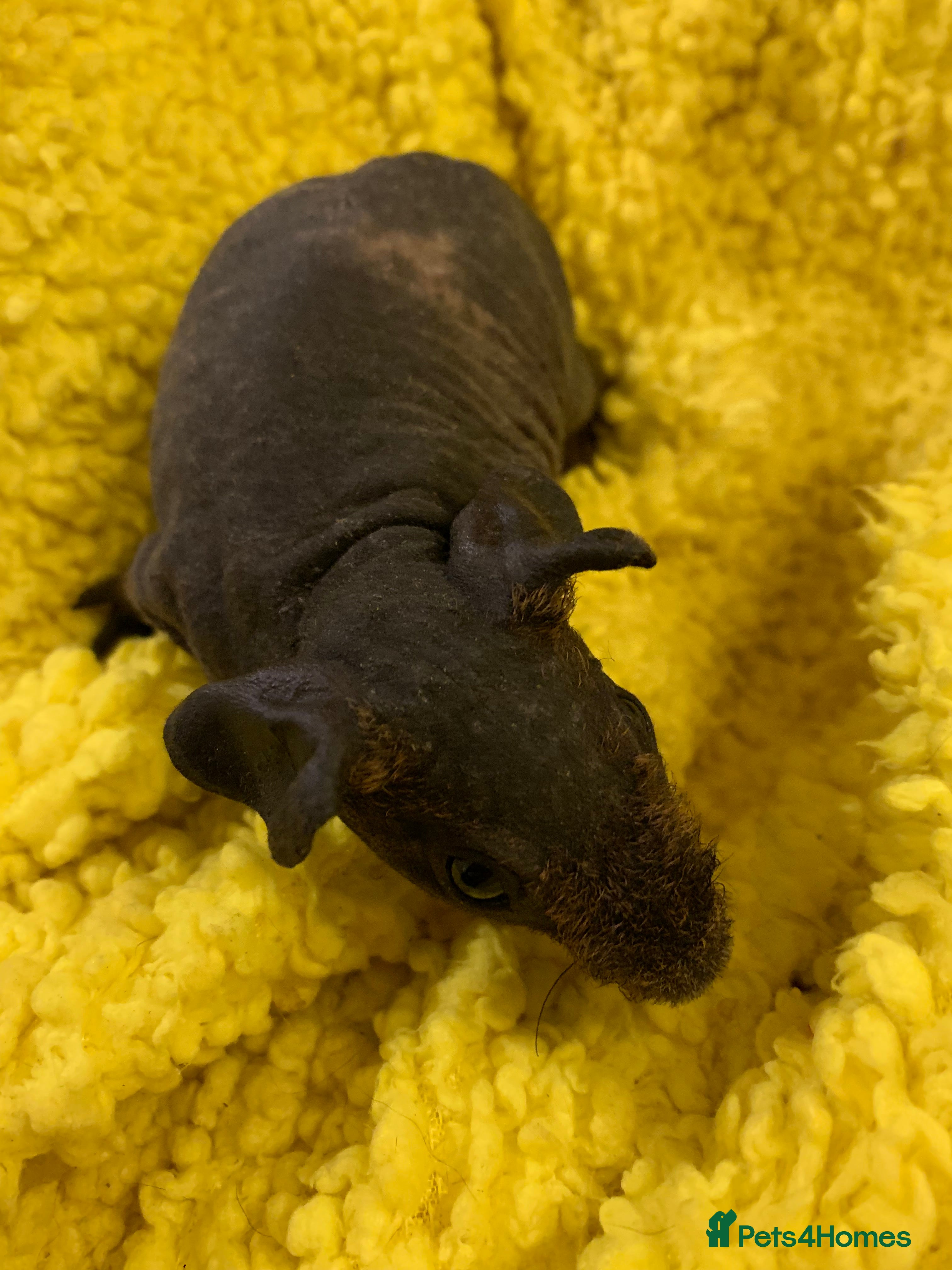 Guinea Pig rodents Skinny Pigs and Skinny Carriers Ready now - Advert 6