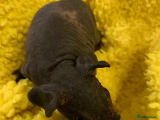 Guinea Pig rodents Skinny Pigs and Skinny Carriers Ready now - Advert 6