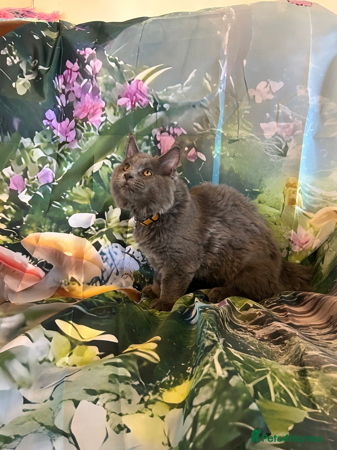 Maine Coon cats for sale: ❤️ Ready to go . GCCF Mainecoon kittens available  - Advert 39