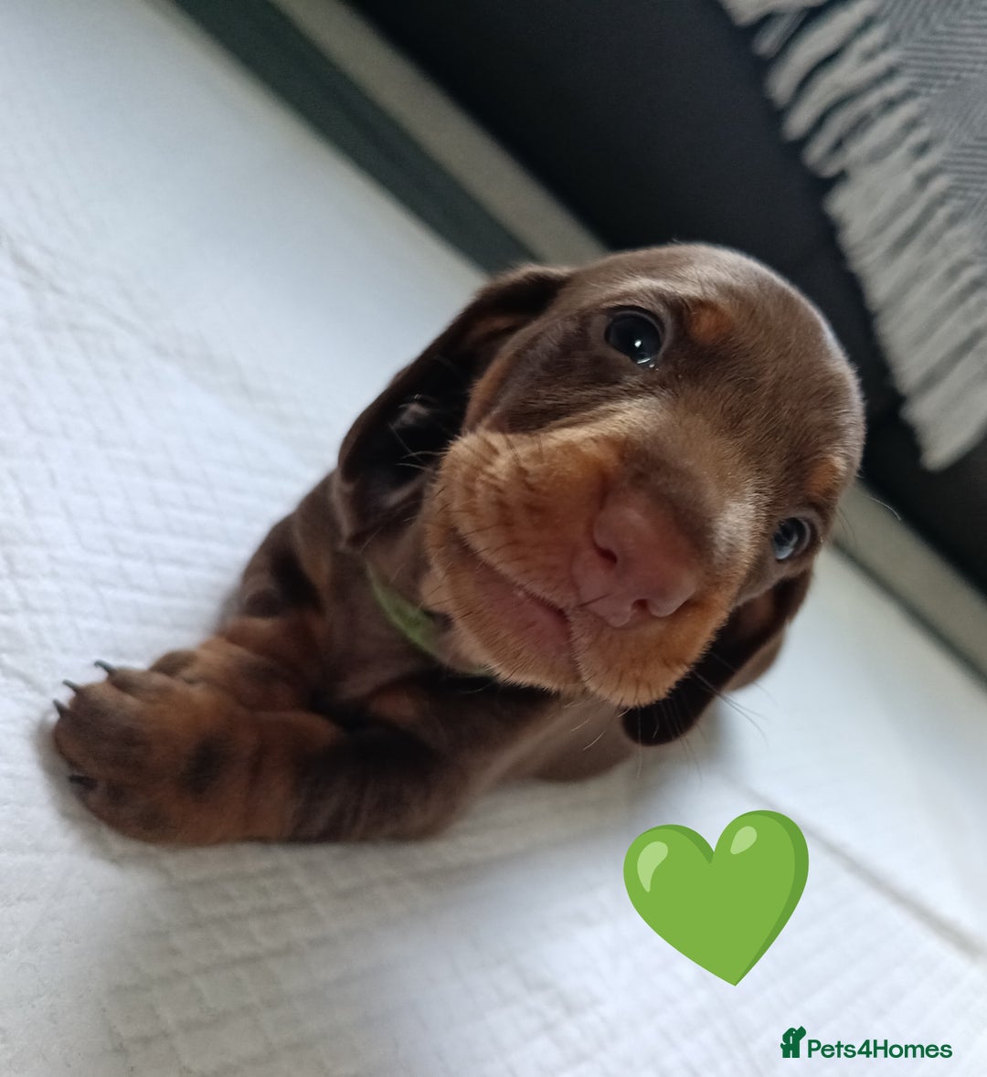 Miniature Dachshund dogs for sale: 2 Beautiful Mini Dachshunds Boys🩵💚 - Image 13