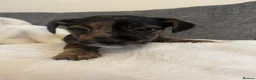 Jack Russell dogs for sale: Jack Russell pups for dale - Advert 6