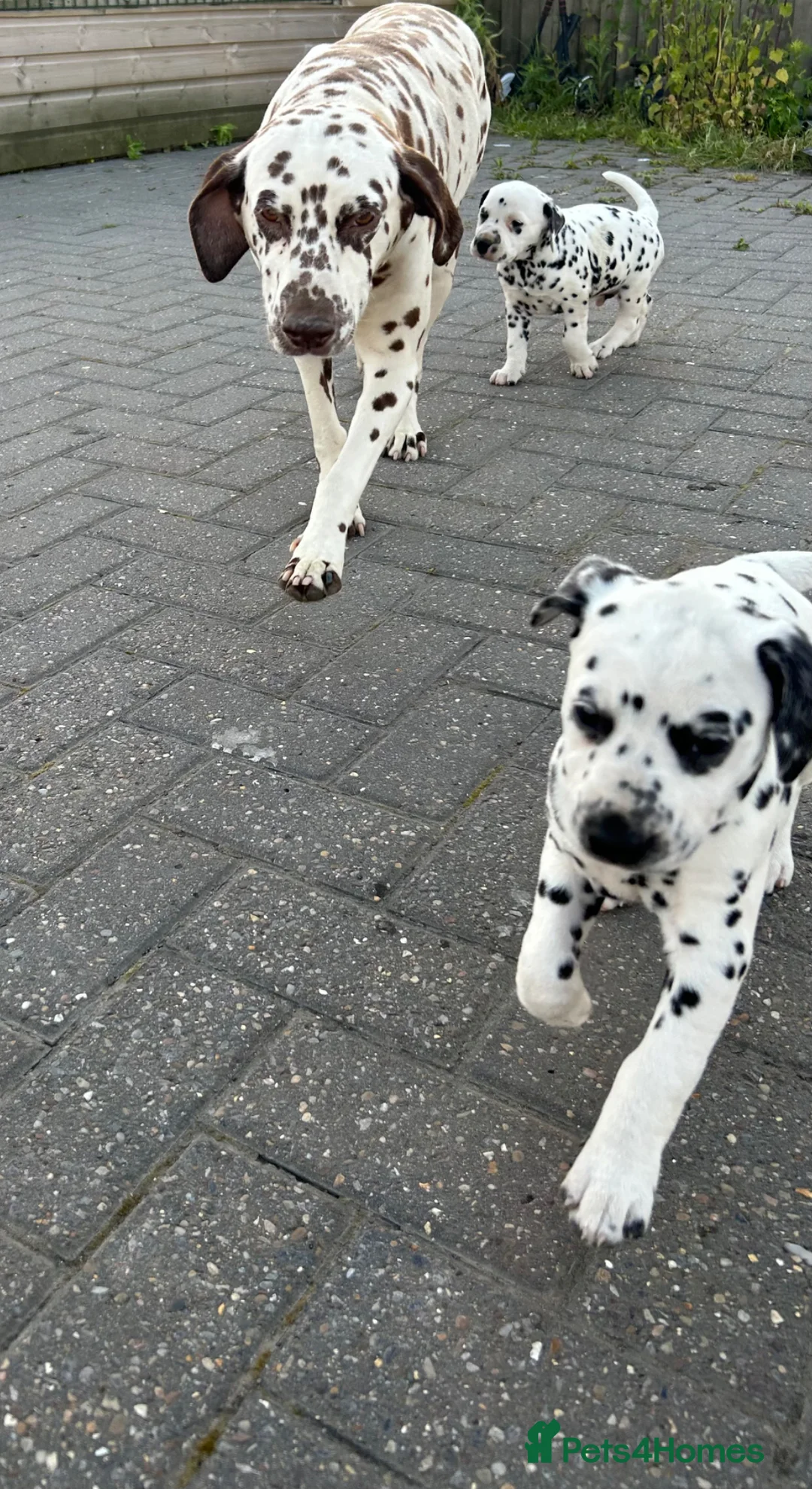 Dalmatian dogs for sale: Dalmatian beautiful - Advert 1