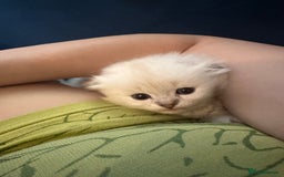 Mixed Breed cats for sale: Adorable Fluffy Ragdoll x Scottish Fold Kittens - Image 5