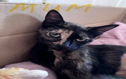 Mixed Breed cats for sale: 5 gorgeous kittens - Image 14