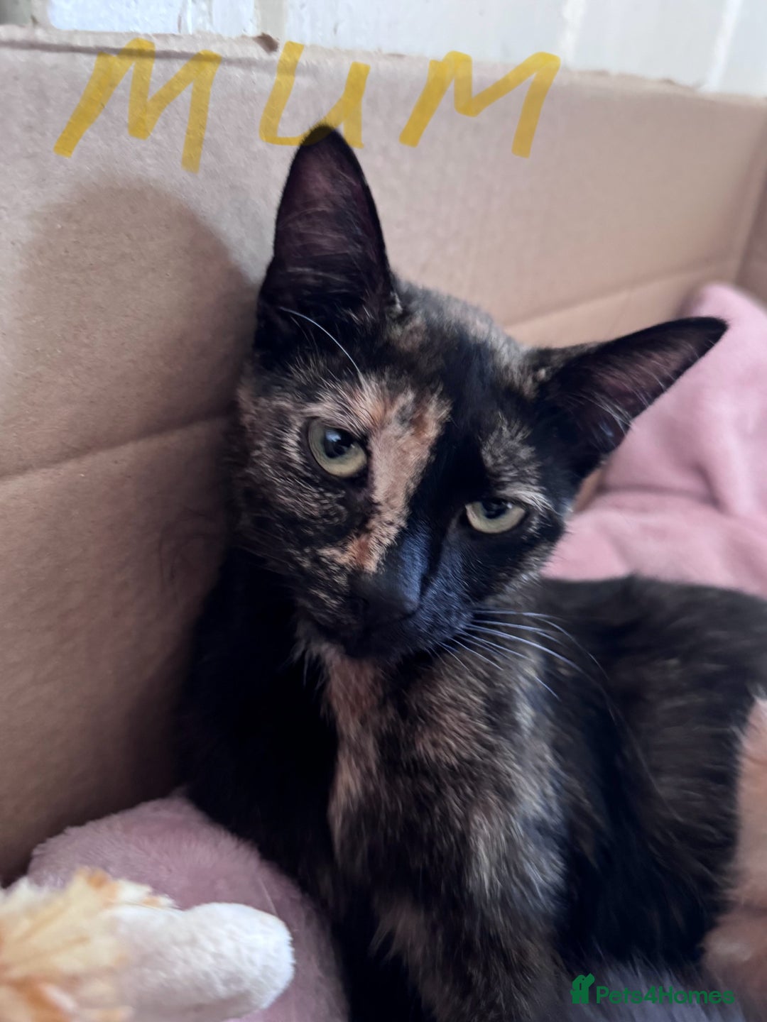 Mixed Breed cats for sale: 5 gorgeous kittens - Image 14