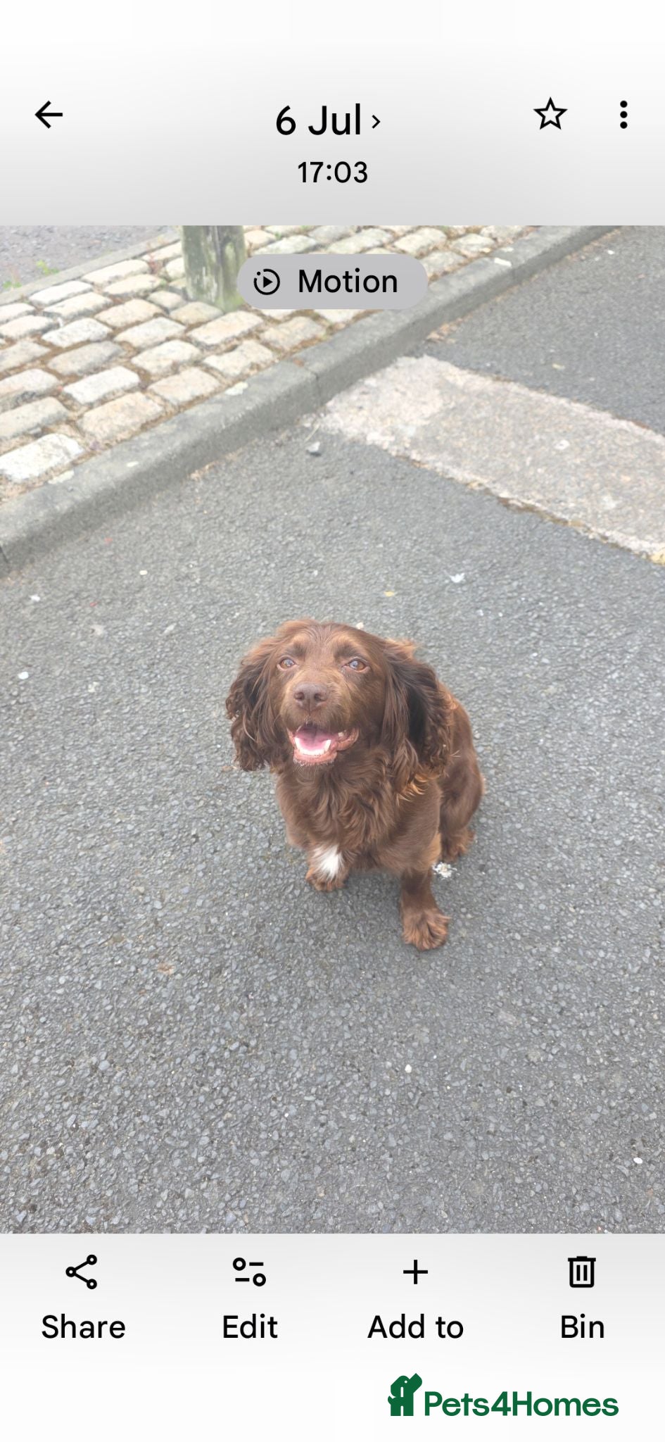 Cocker Spaniel dogs Brown female cocker - Advert 1
