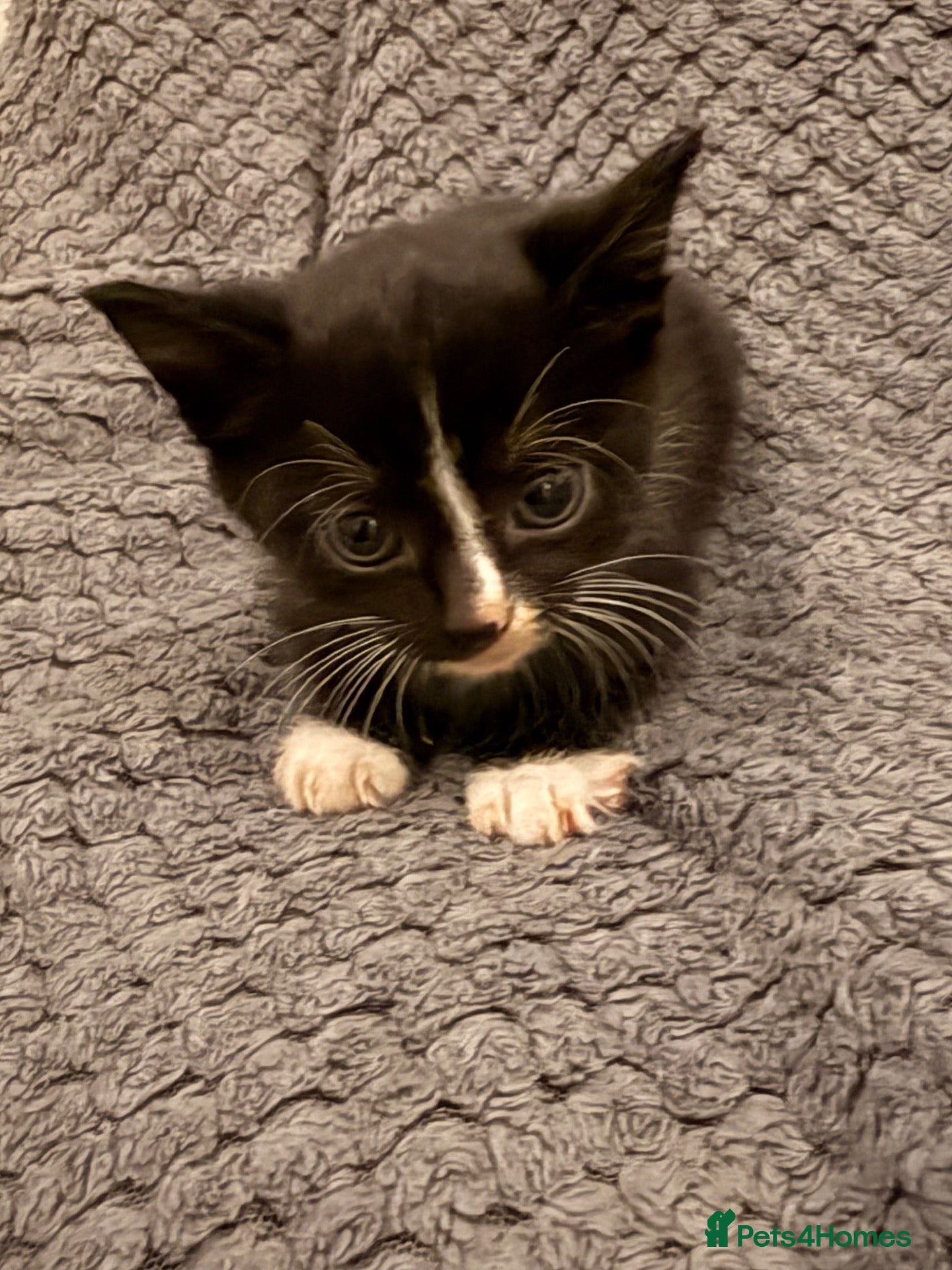 Mixed Breed cats 4 little kittens looking for new home - Advert 1
