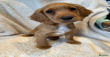 Cocker Spaniel dogs - Advert 8