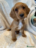 Cocker Spaniel dogs - Advert 8