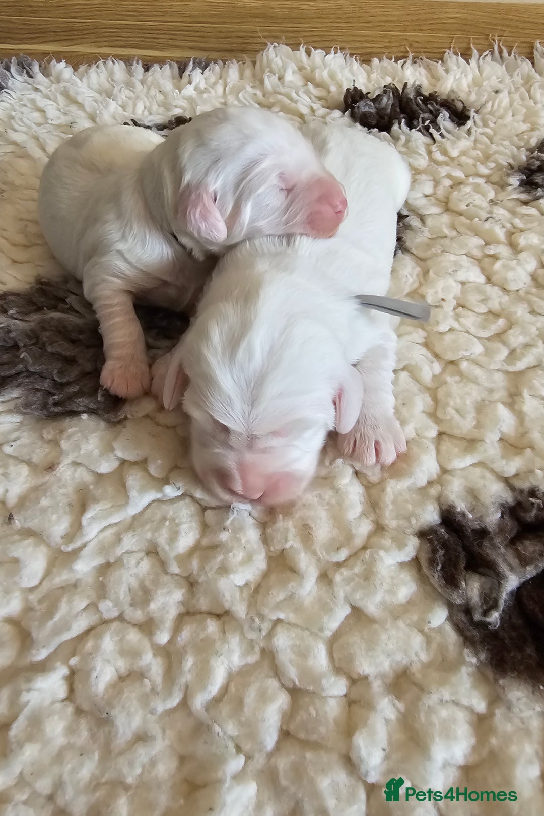 Australian Labradoodle dogs for sale: STUNNING FULLY HEALTH TESTED PUPPIES 🌟🐾 - Image 19