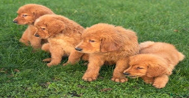 Golden Retriever dogs KC health checked outstanding temperaments  - Advert 3