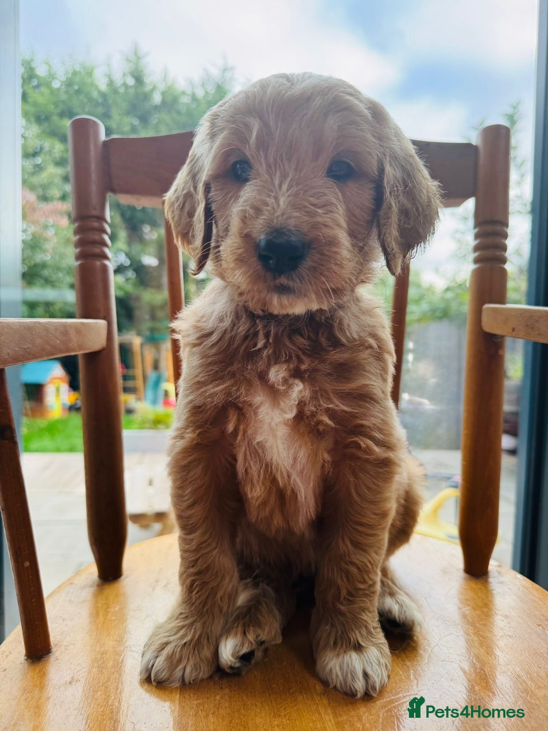 Australian Labradoodle dogs for stud: LANDO Australian labradoodle in Cornwall - Image 10
