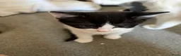 Mixed Breed cats for sale: Fluffy kittens ready for a new home  - Advert 2