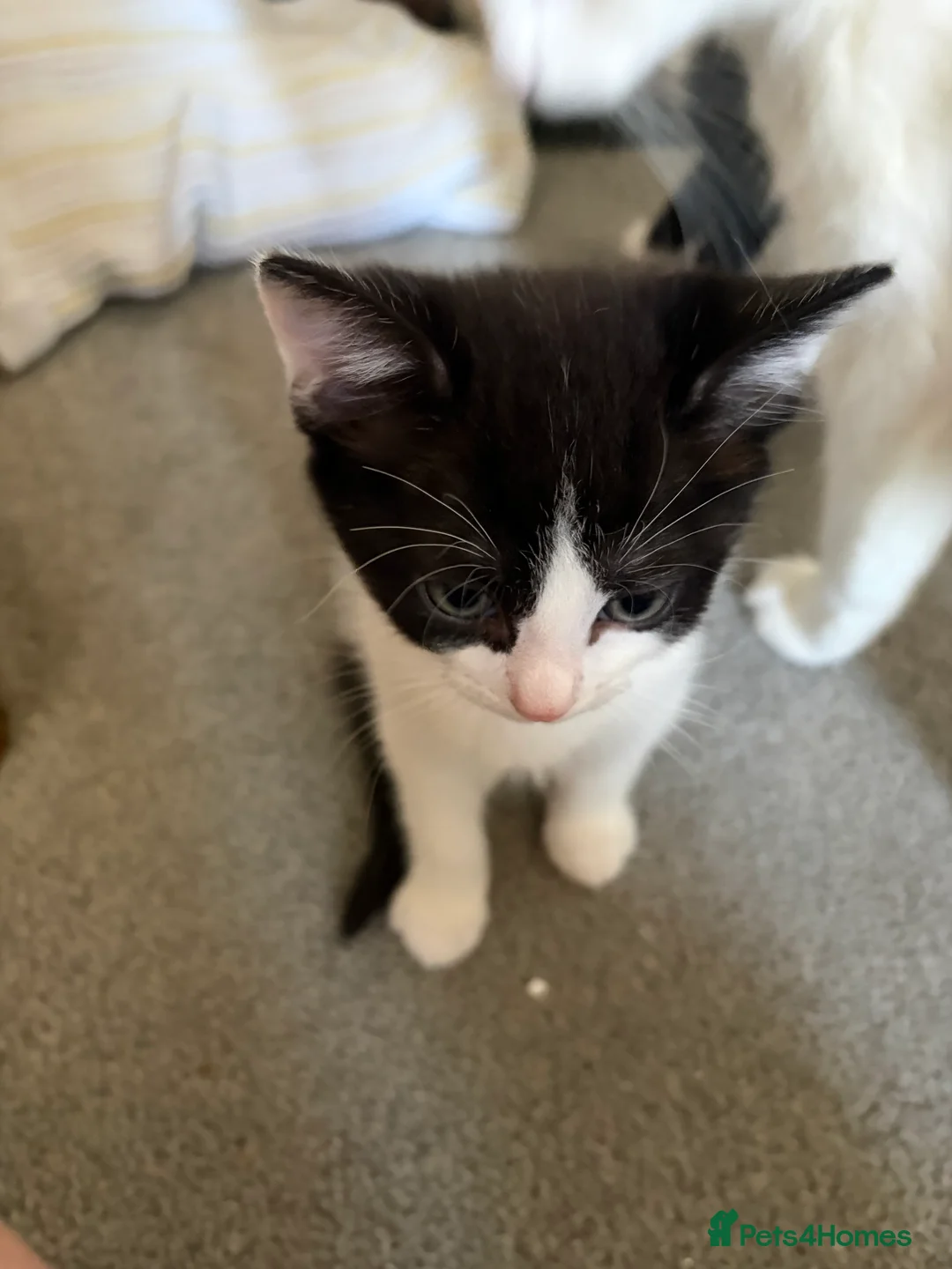 Mixed Breed cats for sale: Fluffy kittens ready for a new home  - Advert 2