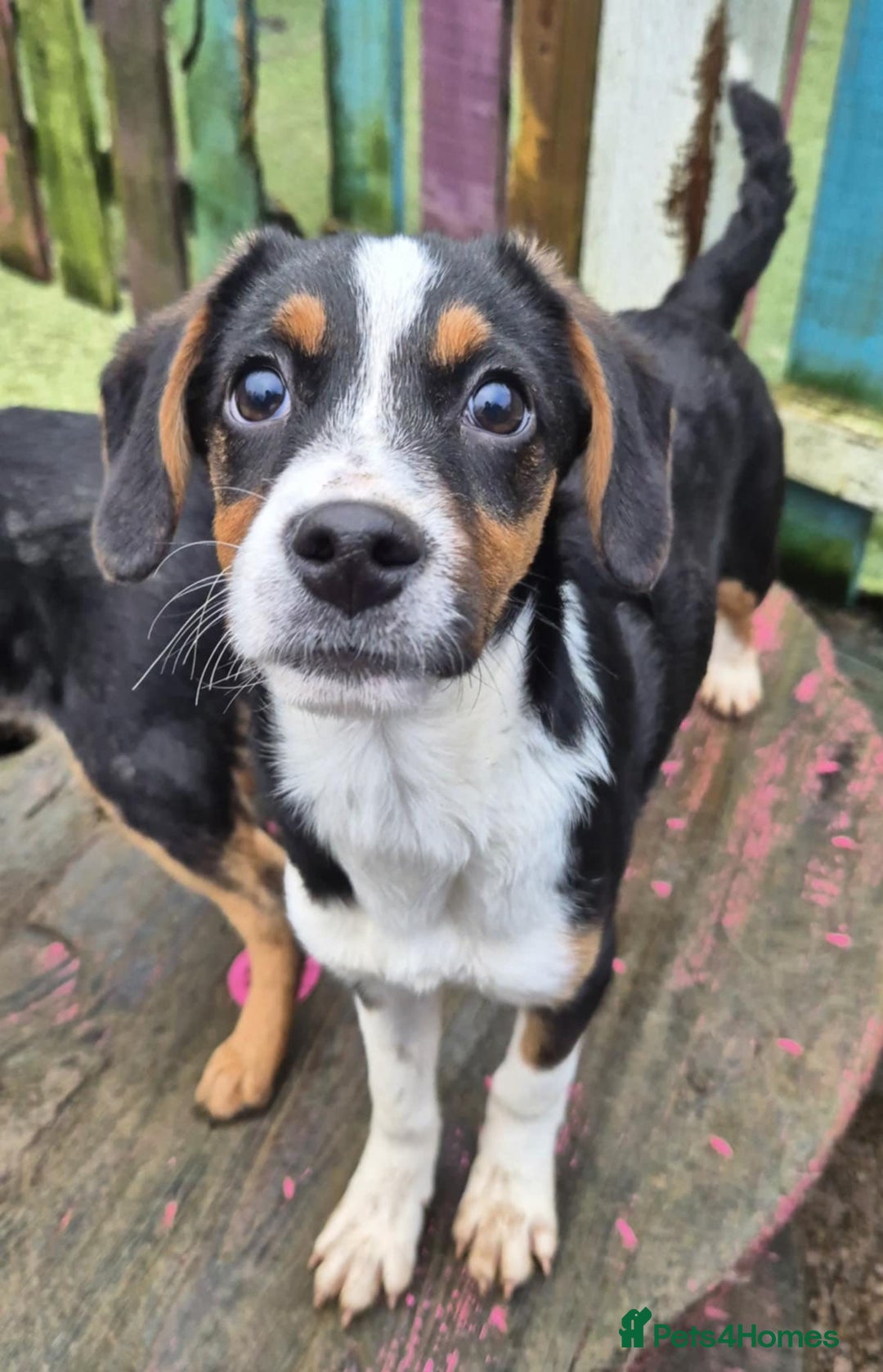 Mixed Breed dogs for adoption: Hope - In Ayr Looking for a home  - Advert 3