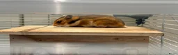Hamster rodents for sale: Beautiful tame Syrian hamster  in Swadlincote - Advert 4