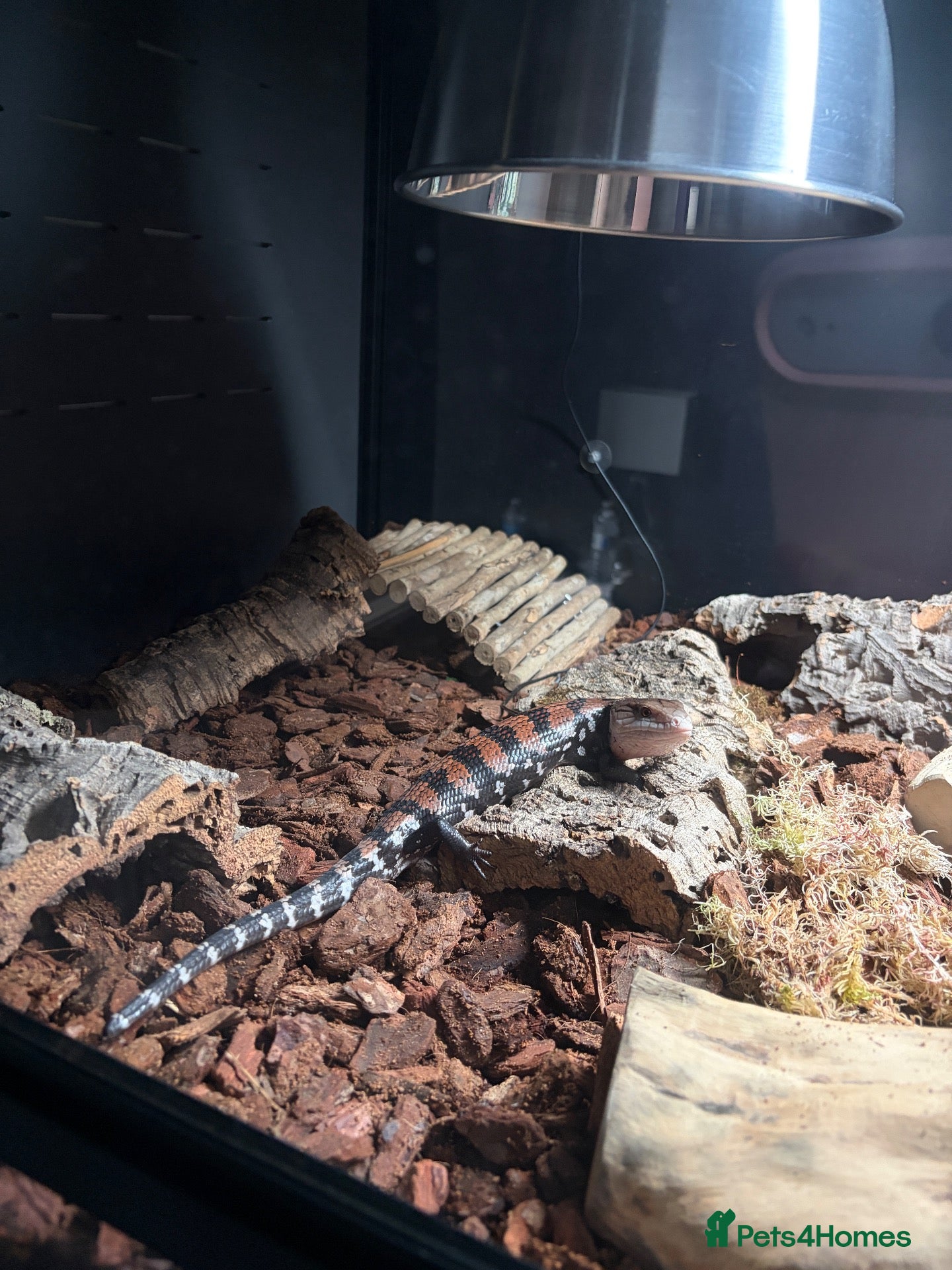 Skink reptiles for sale: Halmahera Blue Tongue Skink - Advert 1