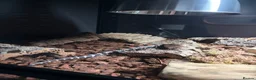Skink reptiles for sale: Halmahera Blue Tongue Skink in Reading - Advert 1