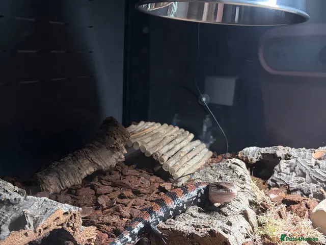 Skink reptiles for sale: Halmahera Blue Tongue Skink - Advert 1
