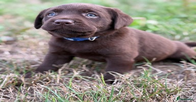 Labrador Retriever dogs - Advert 4