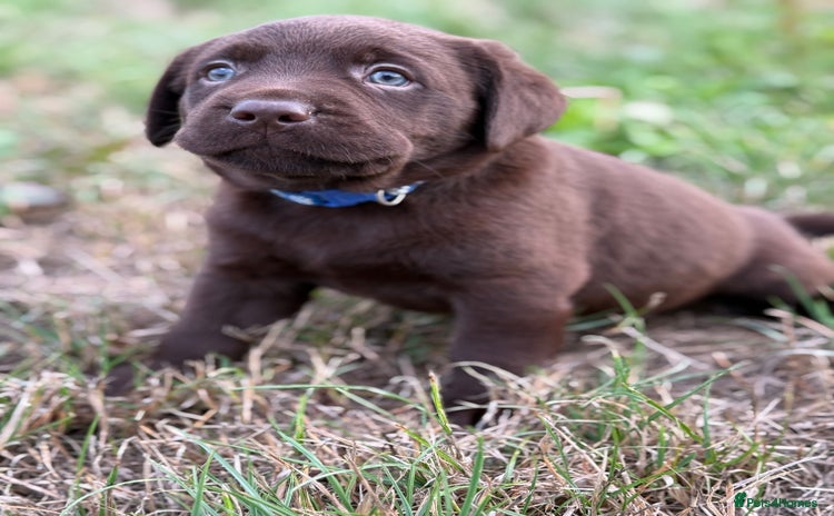 Labrador Retriever dogs - Advert 9