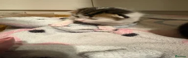 Domestic Shorthair 3