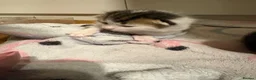 Domestic Shorthair cats for sale: Kittens for sale  - Advert 23