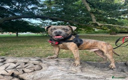 Mixed Breed dogs for adoption: Foster homes urgently needed for rescue dogs - Image 2