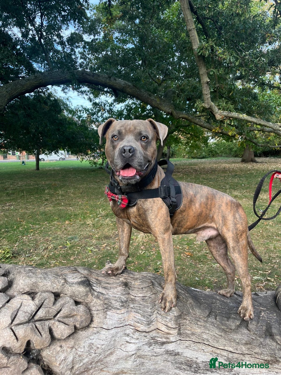 Mixed Breed dogs for adoption: Foster homes urgently needed for rescue dogs - Image 2