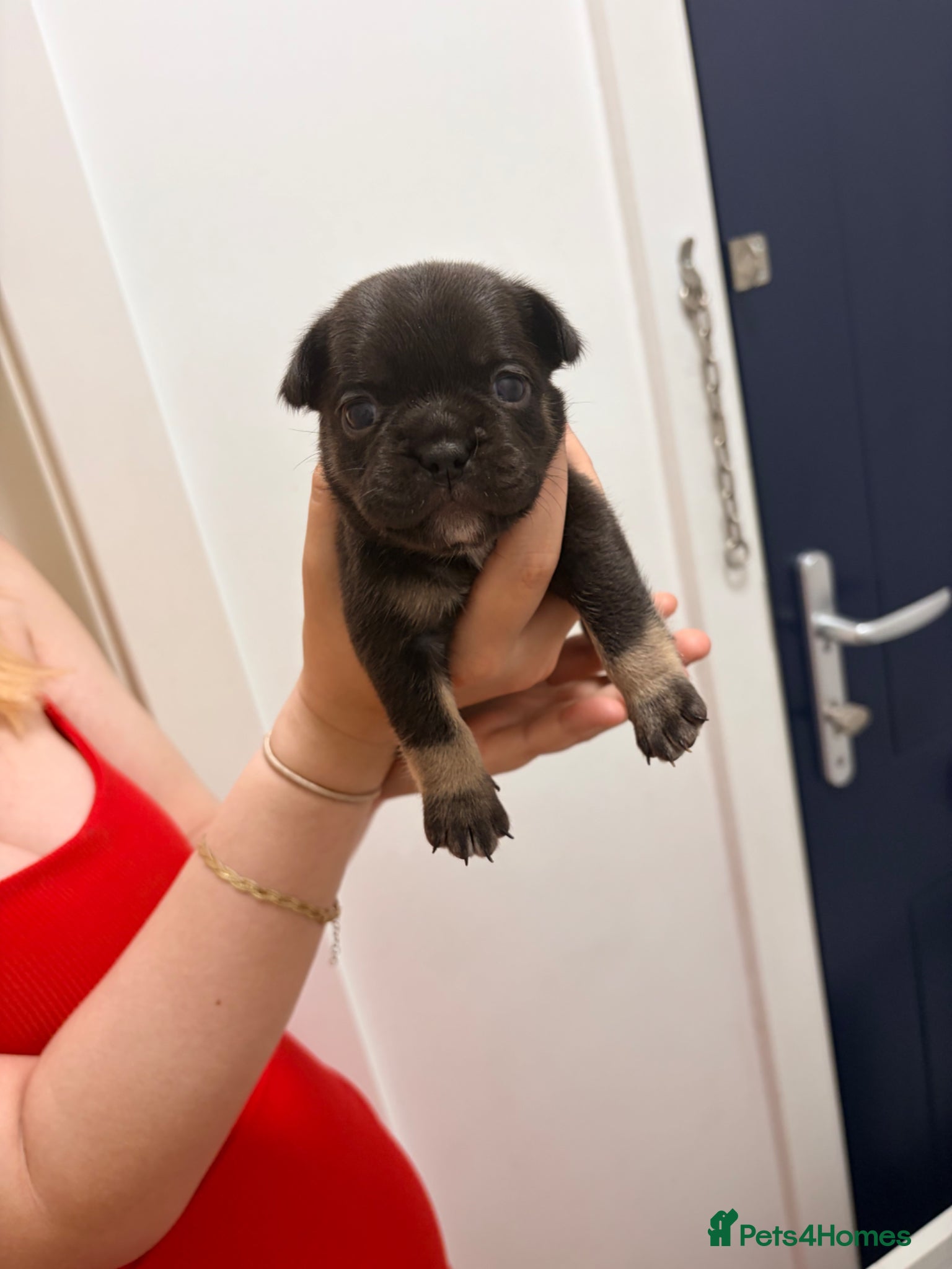 French Bulldog dogs Stunning French bulldog puppies 🥰 - Advert 1