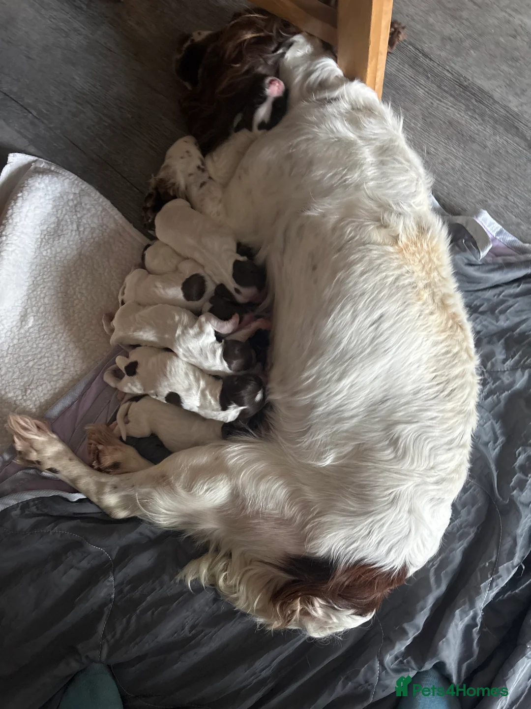 English Springer Spaniel dogs for sale: Miggers pups  - Advert 2