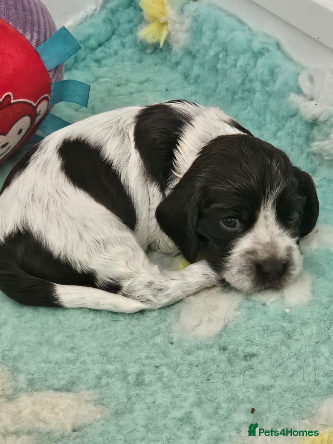Cocker Spaniel dogs for sale: Show cocker spaniel  - Image 7