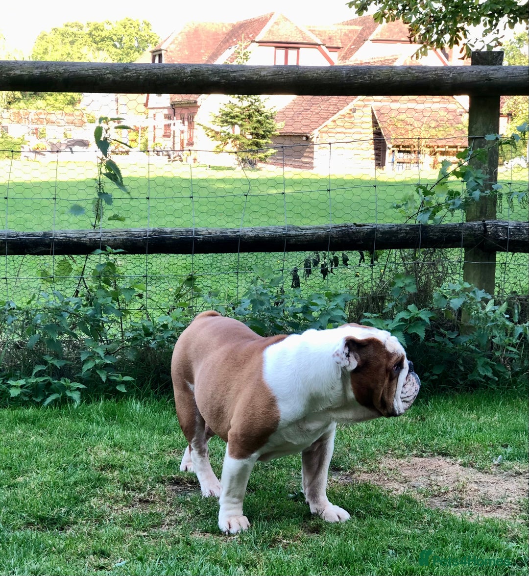 English Bulldog dogs for stud: KC HEALTH TESTED BULLDOG in Ashford - Image 4