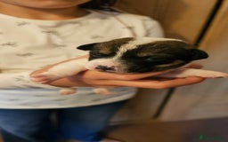Mixed Breed dogs for sale: Gorgeous Jack Russell x Dachshund Puppies in Welshpool - Image 10