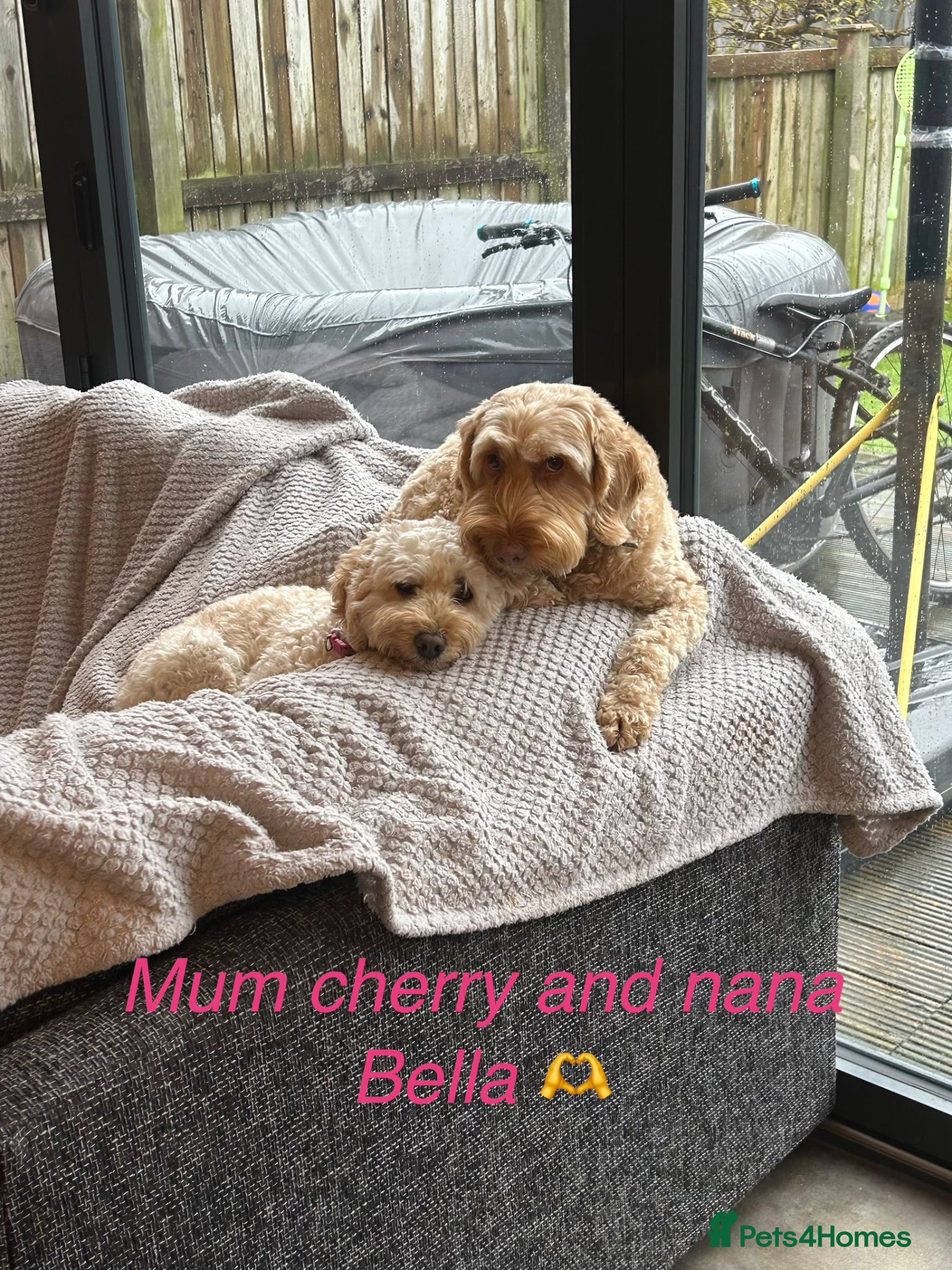 Cockapoo dogs Our little beauties - Advert 2