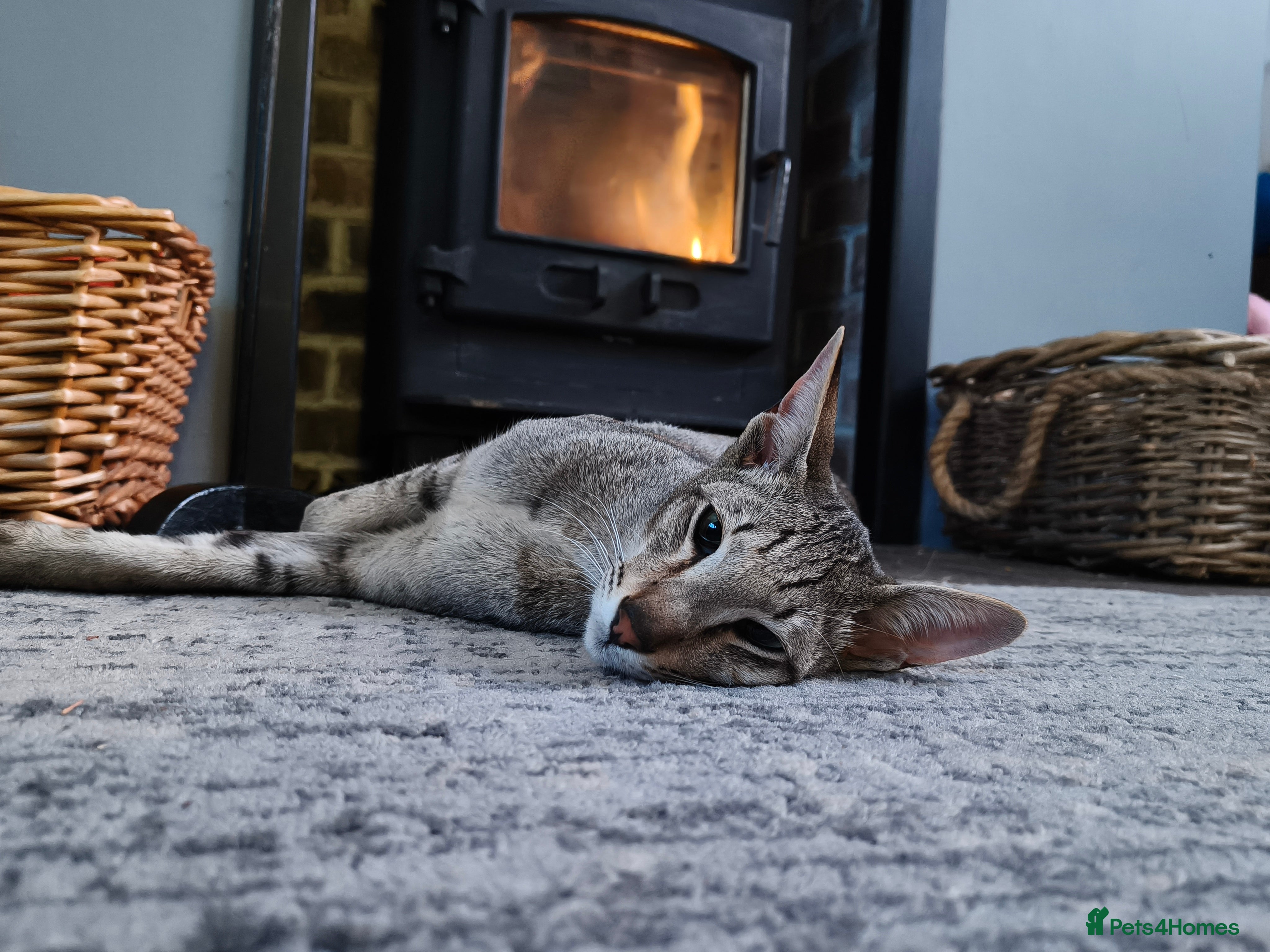 Oriental cats Male oriental shorthair  - Advert 3