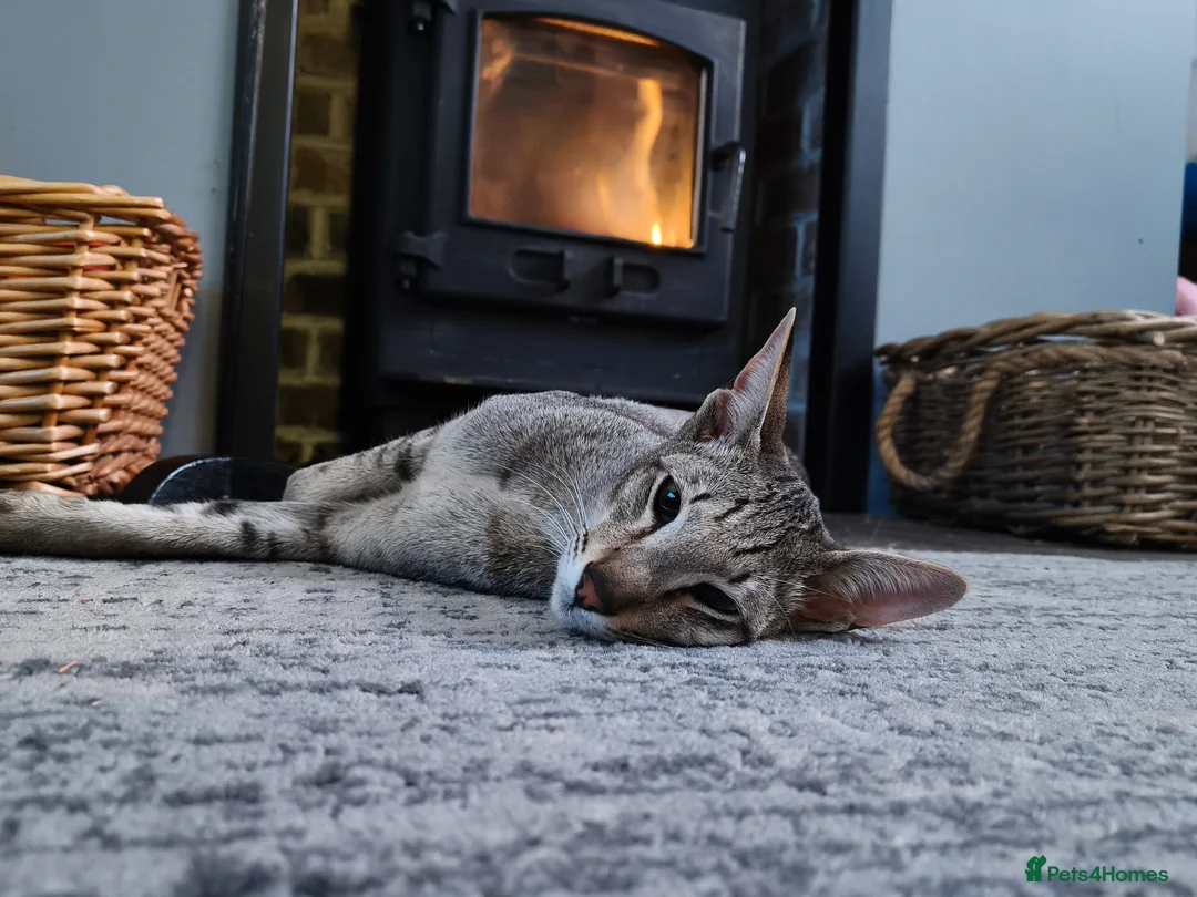 Oriental cats for sale: Male oriental shorthair  - Advert 1