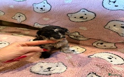 Toy Poodle dogs for sale: Exquisite Toy Poodle pups - Health tested parents - Image 6