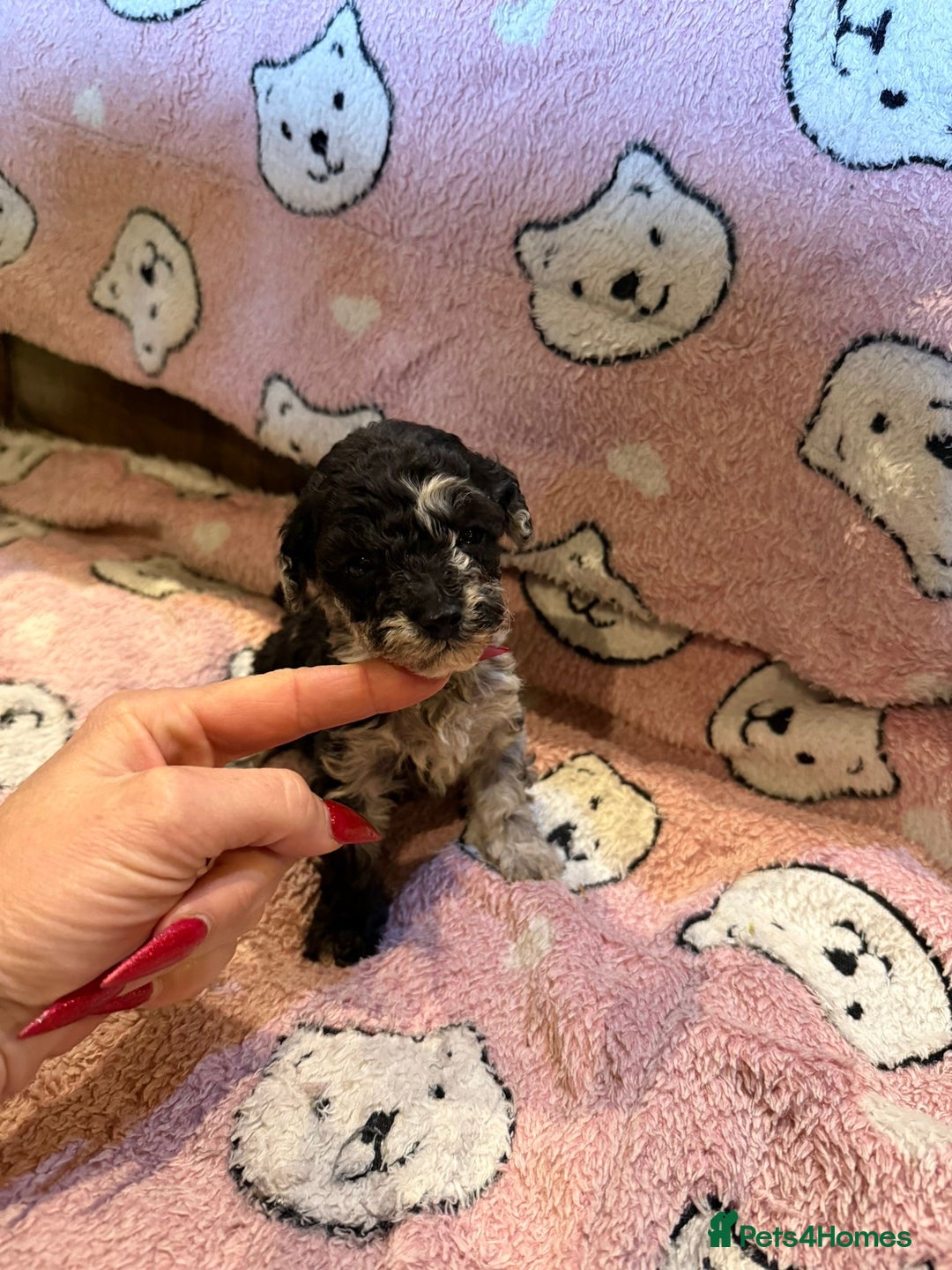 Toy Poodle dogs for sale: Exquisite Toy Poodle pups - Health tested parents - Image 6