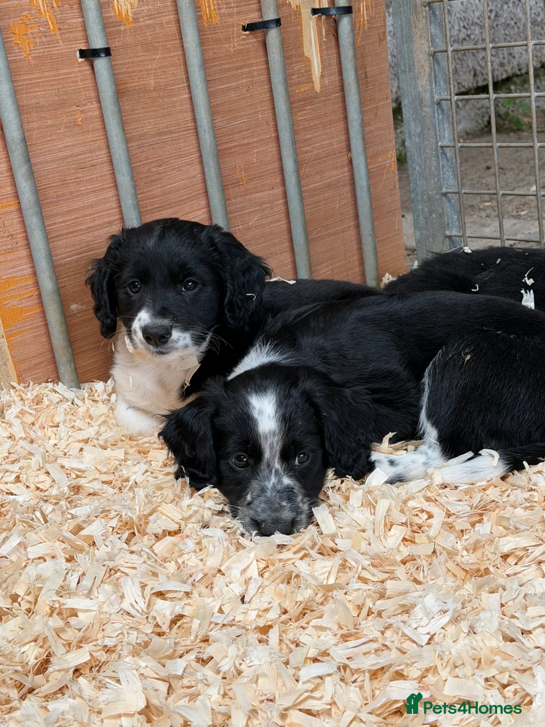 Mixed Breed dogs for sale: Sprollie puppies  - Advert 2