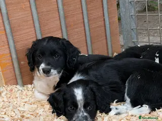 Mixed Breed dogs Sprollie puppies - Advert 4