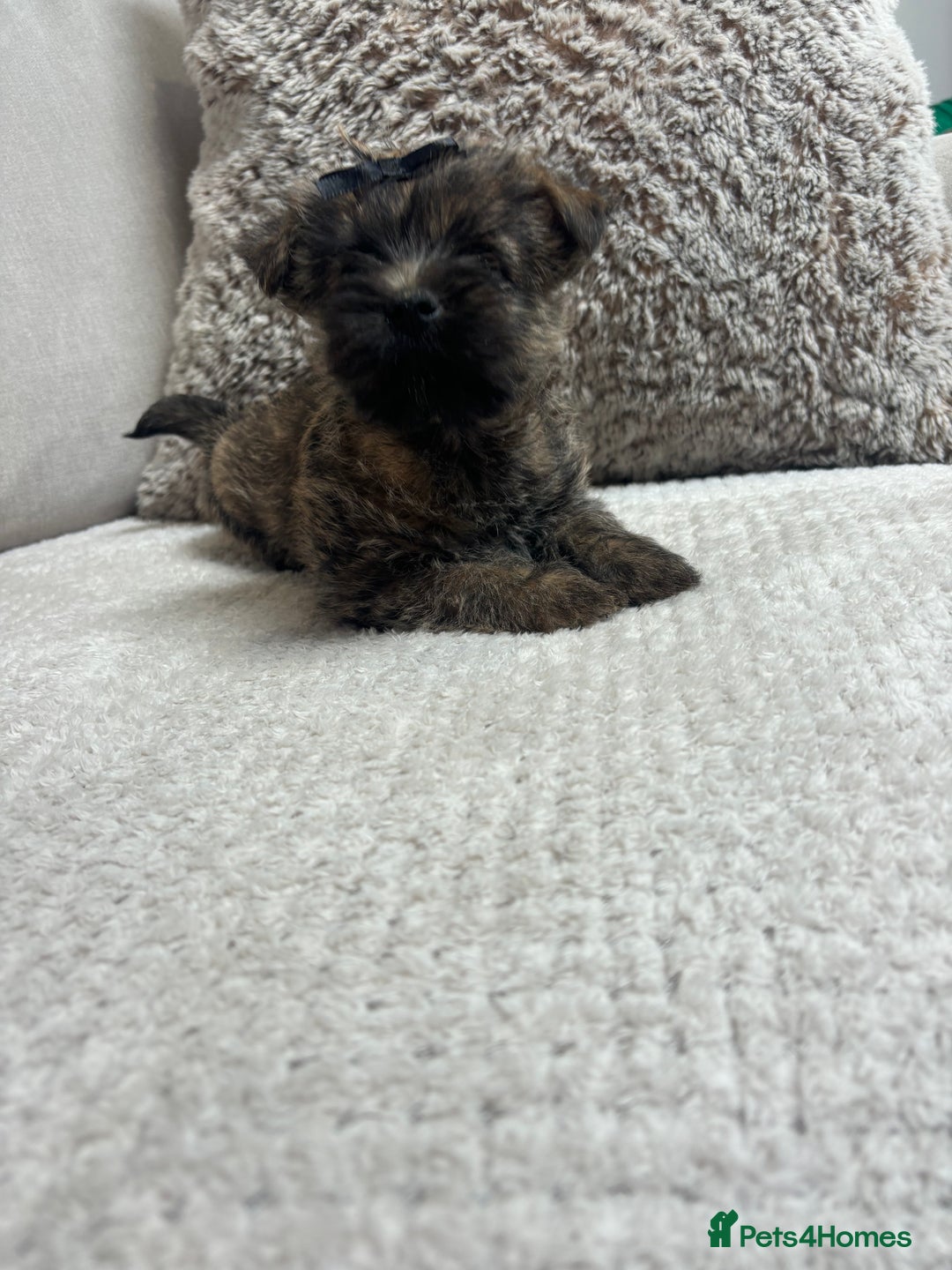 Cairn Terrier dogs for sale: Cairn terrier puppies  - Image 10