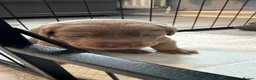 Labrador Retriever dogs for sale: Big beautiful chunky Labrador puppies - Advert 17