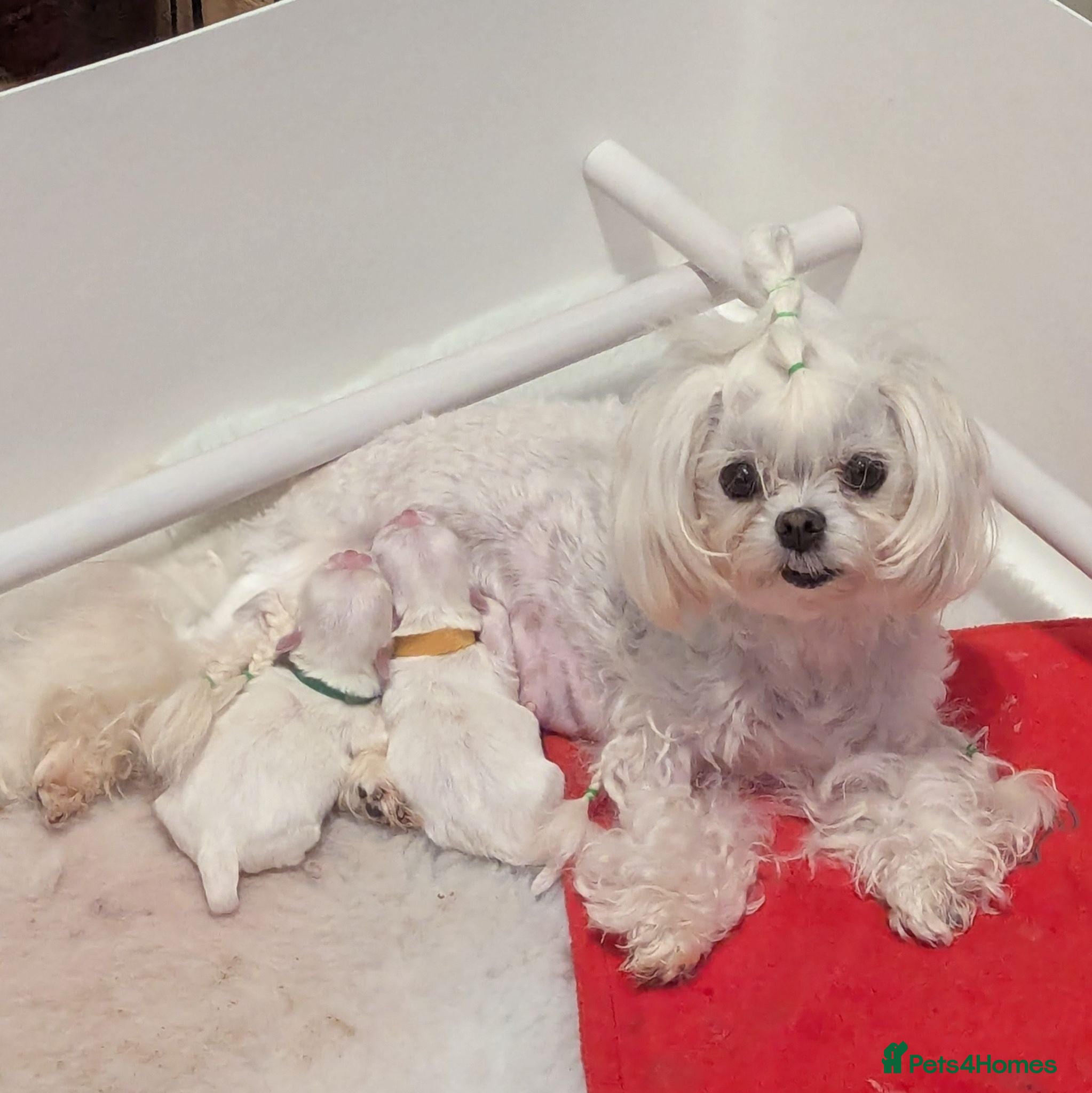 Maltese dogs Stunning Maltese puppies - Advert 1