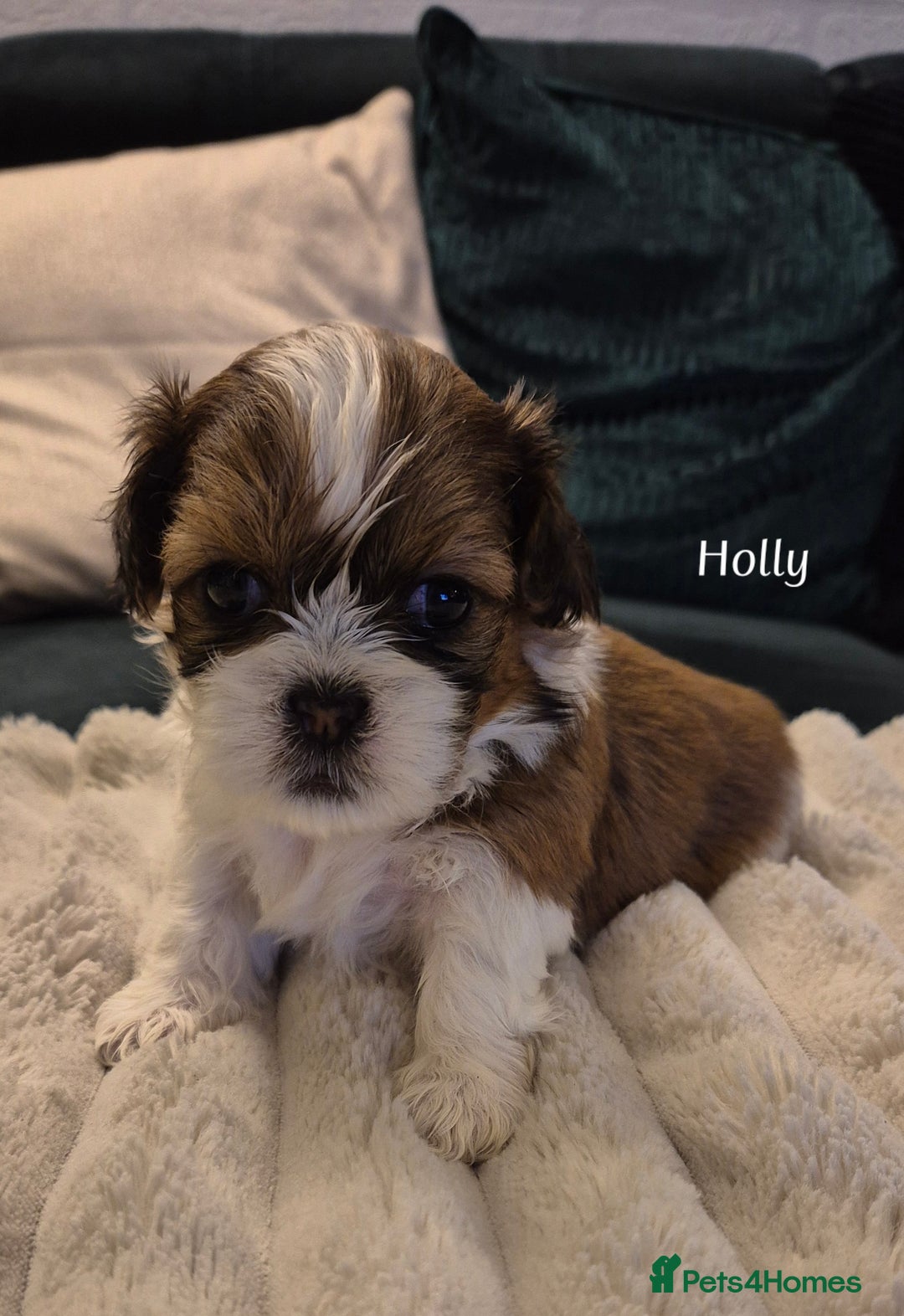 Shih Tzu dogs for sale: Beautiful shih tzu puppies  - Advert 4