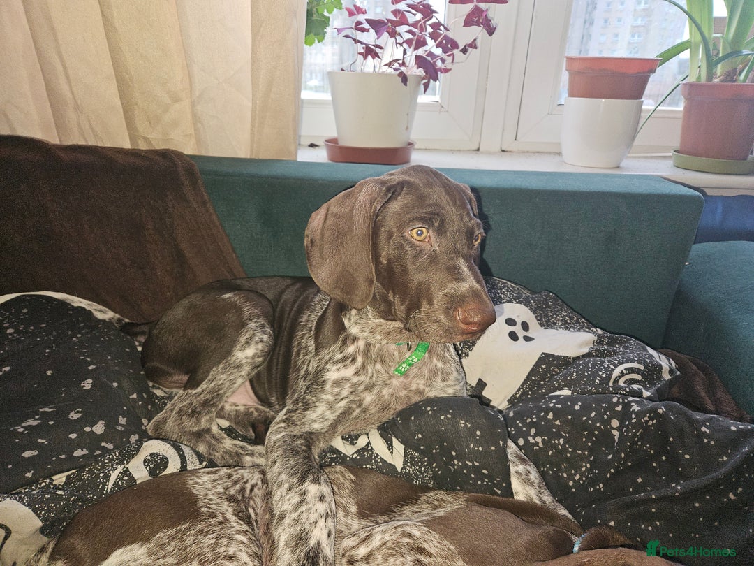 German Shorthaired Pointer dogs for sale: 3 GSP puppies for sale  - Advert 5