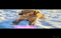 Golden Retriever dogs for sale: Golden Retriever puppies - Image 5